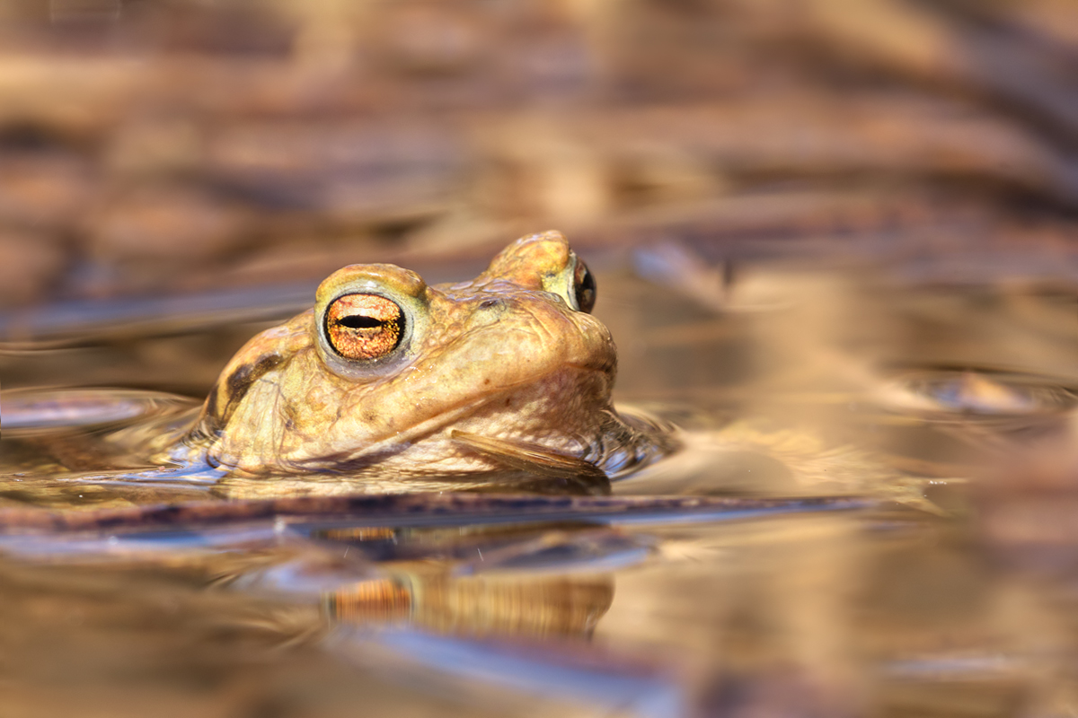 Common Toads 2